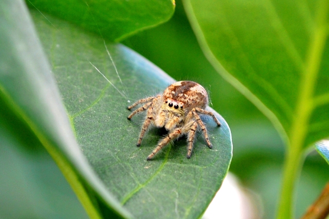 Philaeus chrysops